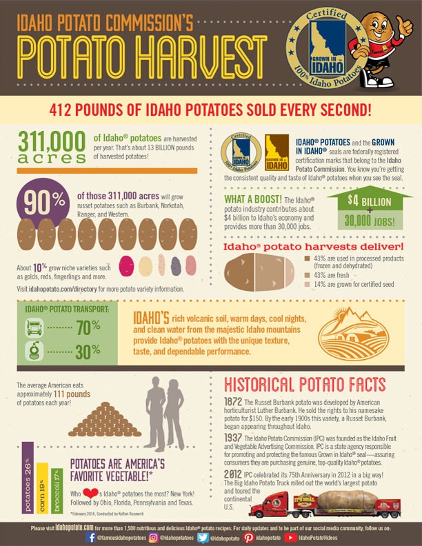 Potato Harvest Infographic